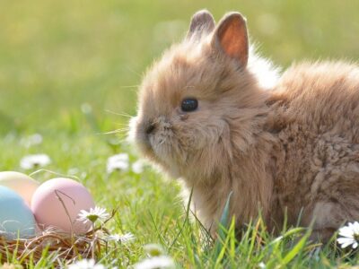 Fun things to do this Easter at home