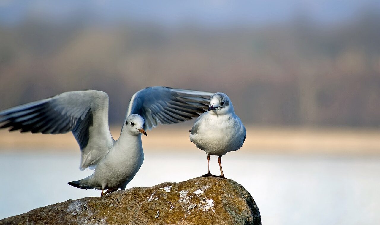 seagulls-5935054_1280