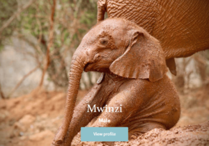 Mwinzi elephant adopted by ABL Recruitment