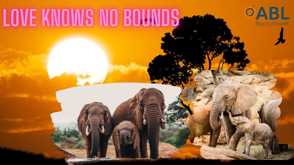 Love knows no bounds is the title. It is an image showing loving elephant mothers nurturing their babies. The background is safari sunset. 