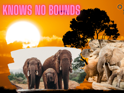 Love knows no bounds is the title. It is an image showing loving elephants nurturing their babies. The background is a safari sunset.